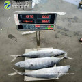 New Stock Sea Frozen Whole Striped Bonito Tuna Fish 1.5kg up